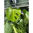 thumbnail image 5 of RedCrocus Swiss Cheese Plant Monstera deliciosa Indoor Tropical Plant Large Foliage Bright Indirect Light Easy Care Pet Warning  6" Pot, 5 of 13