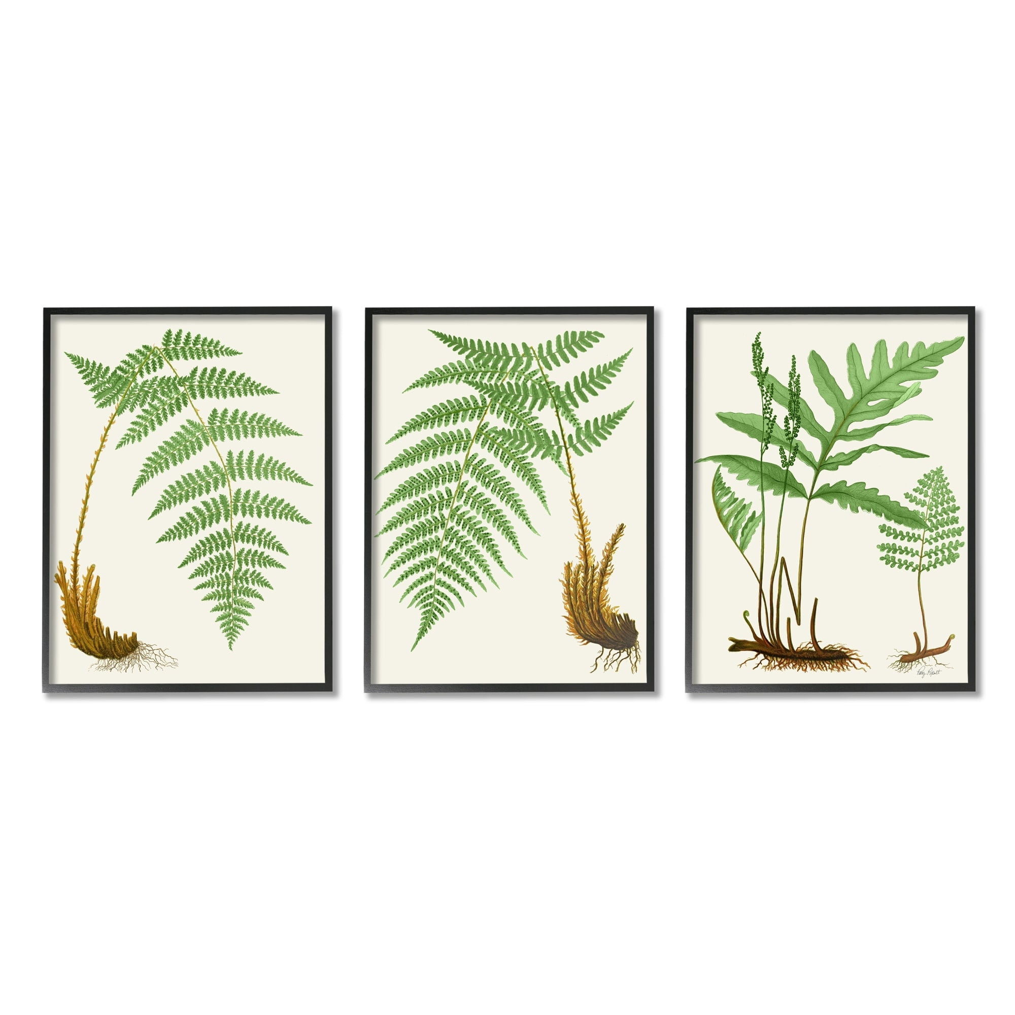 Stupell Industries Vegetation Latin Study Botanical Fern Plants Nature Graphic Art White Framed Art Print Wall Art, Set of 3, Design by Patty Rybolt