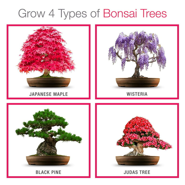 Novice Bonsai Tree Starter Kit Bundle – Perfect for Beginners & Gifts