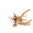 Spiderwood 14 to 17.5 Inch(Pack of 1), variant on Mopani Driftwood 12.5 to 18 Inch (Pack of 2) for Aquarium and Reptile Decor