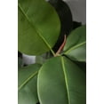 thumbnail image 2 of Real touch 54" fake Rubber tree, 2 of 8