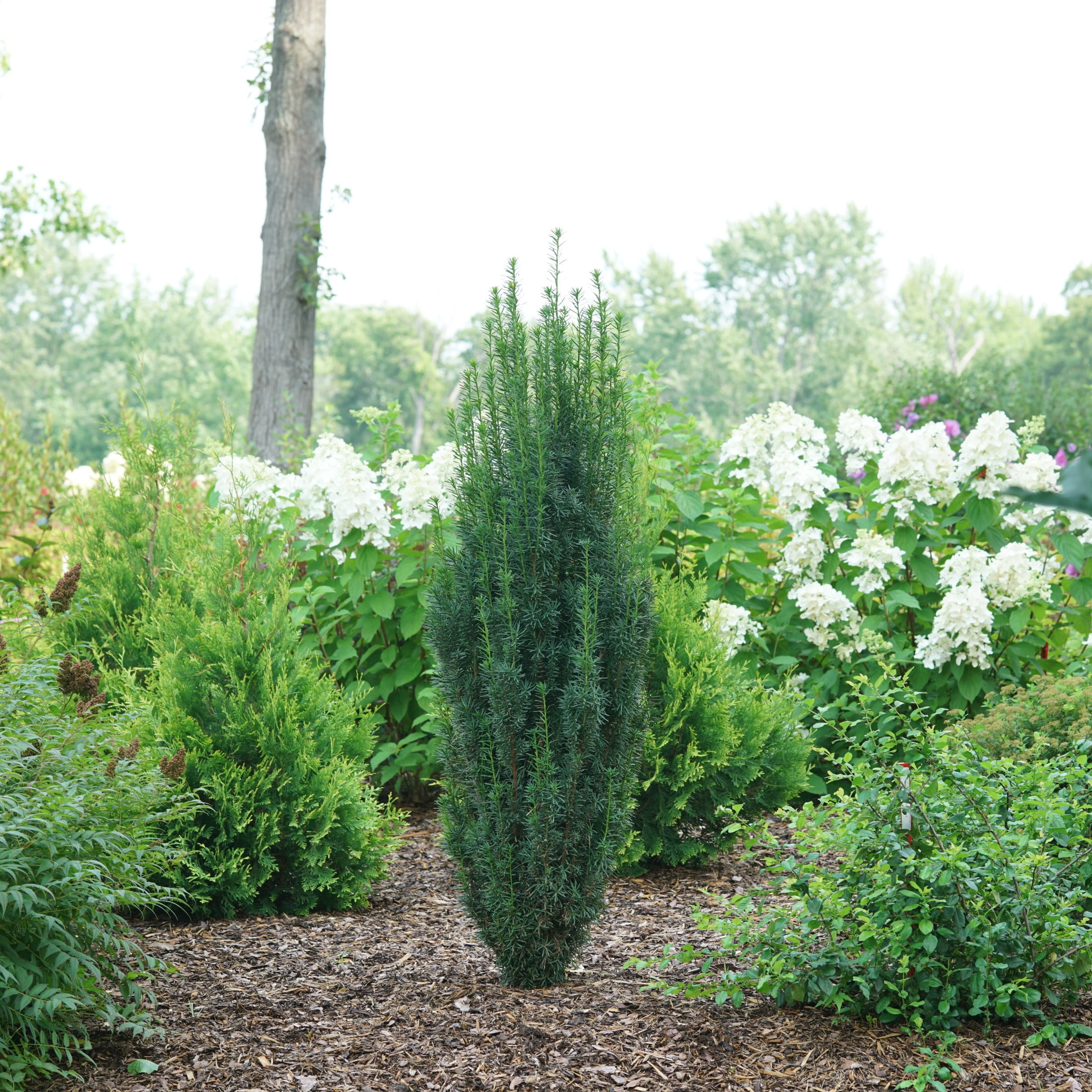 Proven Winners ColorChoice 5" Stonehenge Skinny Yew Live Plant in 4.5" Pot (4 Count)