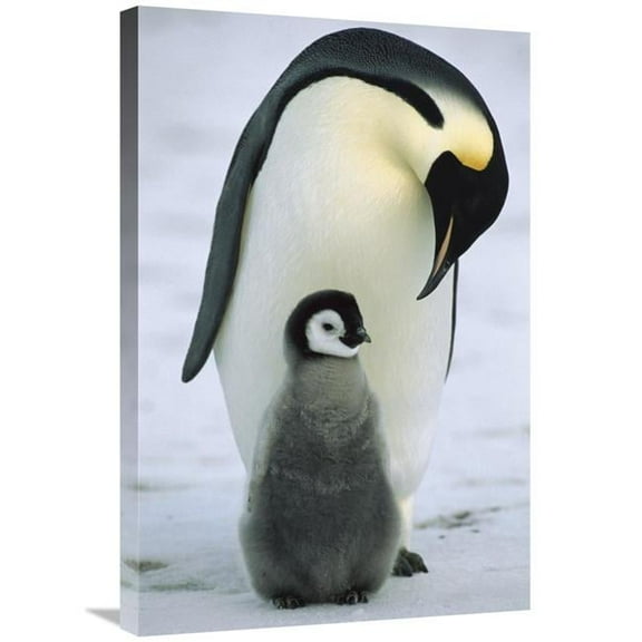 20 x 30 in. Emperor Penguin Parent with Chick, Antarctica Art Print - Konrad Wothe