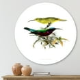 thumbnail image 2 of Designart 'Ancient Australian Birds XV' Traditional Circle Metal Wall Art 11x11 - Disc of 11, 2 of 5