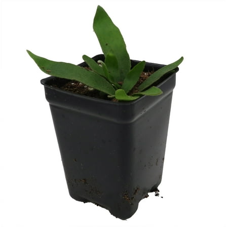 Silver Staghorn Fern - 2.5" Pot - Platycerium veitchii