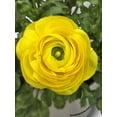 thumbnail image 5 of Bumble Plants Ranunculus Flower Blooming Plant - Full Live Colorful Houseplant in Nursery Pot, Easy Care, Indoor Plant for Beginners, 5 of 7
