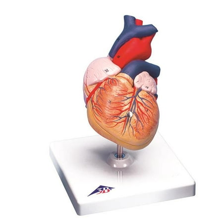 Anatomical Model - 2 Part Heart (Best Anatomical Heart Model)