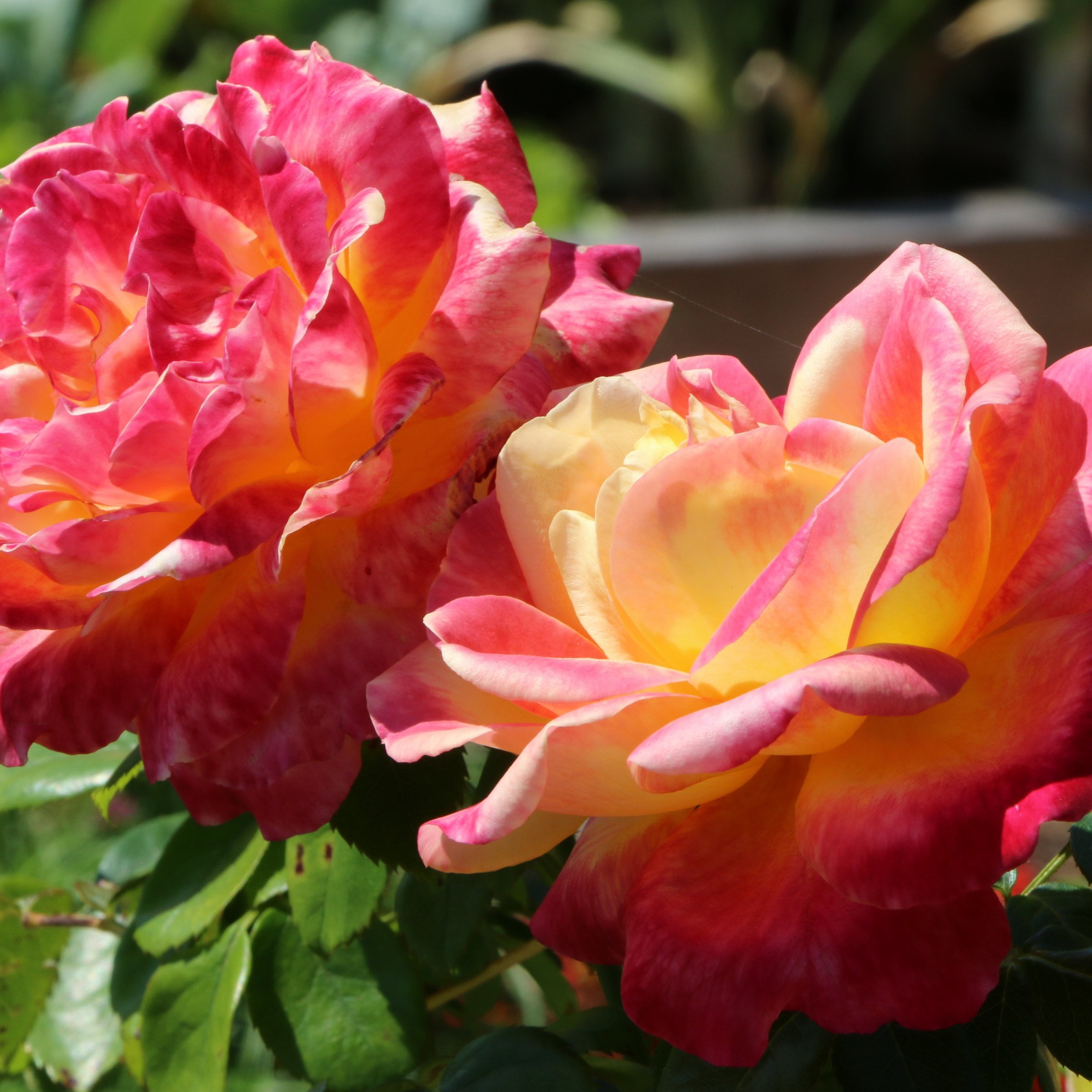Live Bareroot Rainbow MiniFlora Patio Tree Rose Plant with Multicolor Flowers