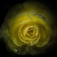 thumbnail image 2 of Carson, Brian 12x12 White Modern Wood Framed Museum Art Print Titled - Yellow Rose with Water Droplets, 2 of 4