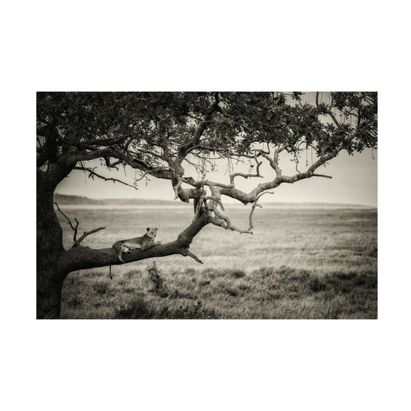 Canvas Wall Art - Mohammed Alnaser 'Queen' Wall Art for Living Room, Bedroom, or Office D?cor by Trademark Fine Art - 19 x 12 Inches