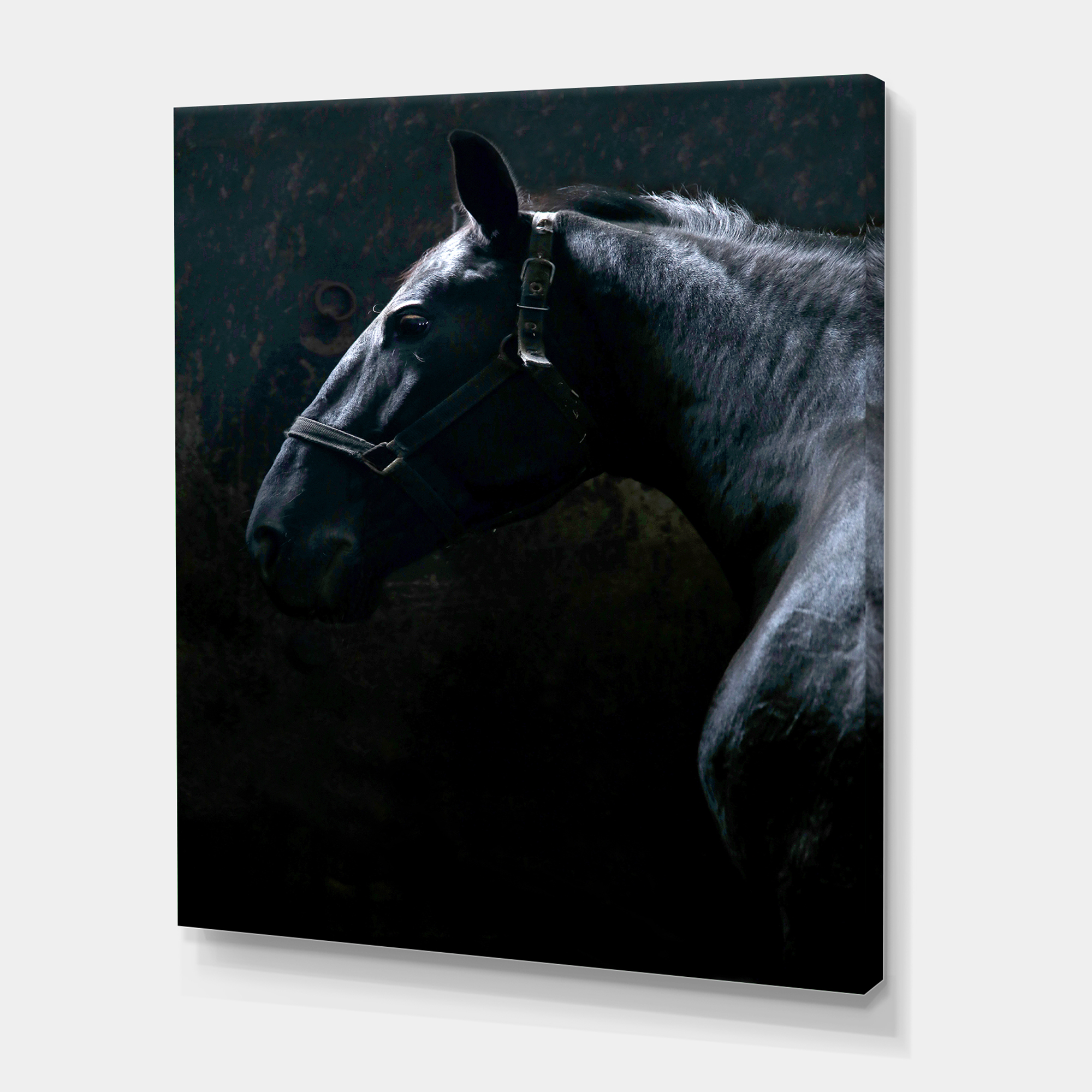 Designart ' Close Up Of Thoroughbred Nonius Stallion Horse II ' Farmhouse Canvas Wall Art Print