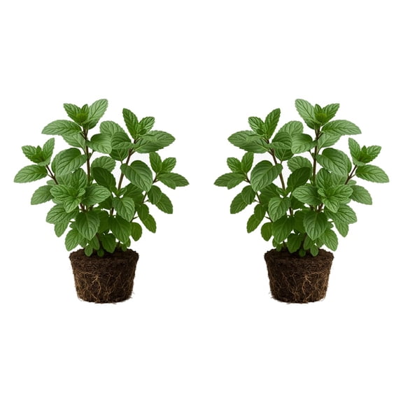 Chocolate Mint Live Plants - 2 Starter Plants, 4-8 In, Partial Shade, USDA Zones 3-8