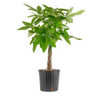 Costa Farms 42" Tall Pachira Braided Money Tree, Medium Indirect Sunlight, Indoor Live House Plants