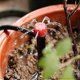 thumbnail image 5 of Drip Emitters For 1/4" Drip Irrigation Tubing, Adjustable 360 Degree Water Flow Drippers On 5" Arrow Stake, Garden Irrigation Drippers For (4-7mm) Wat, 5 of 5