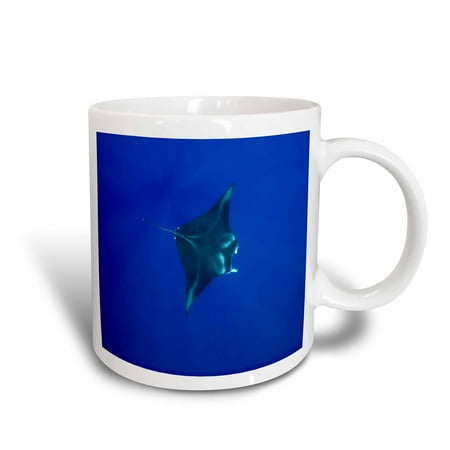 Rays Mug - 3dRose Hawaii, Big Island, Manta Ray marine life - US12 PSO0034 - Paul Souders, Ceramic Mug, 11-ounce