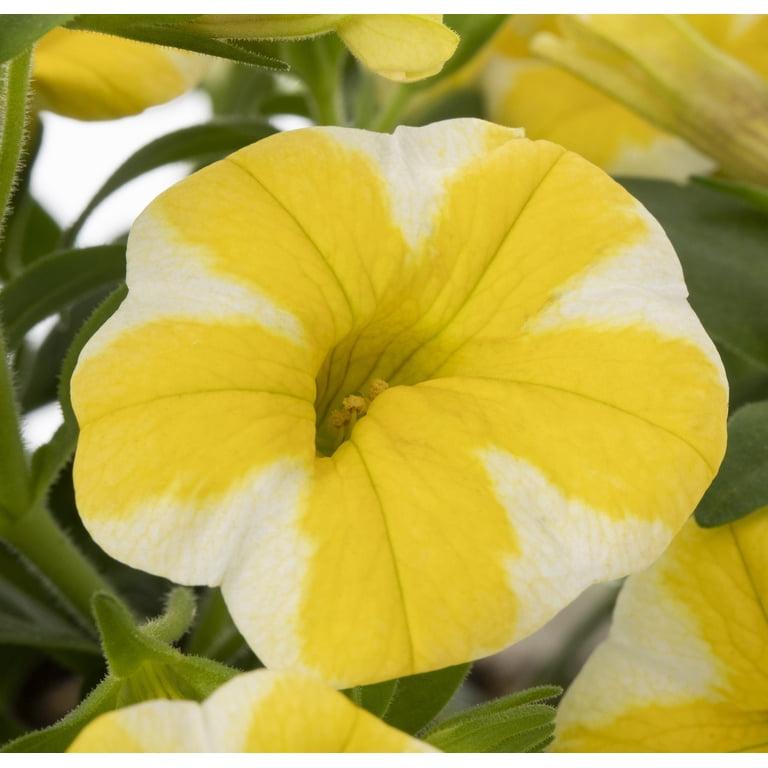 Proven Winners 1.5PT Superbells® Lemon Slice® Calibrachoa Live