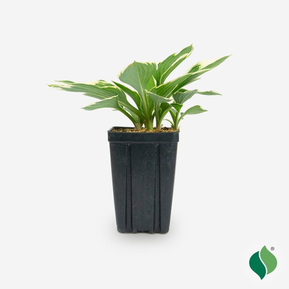 Hosta, Francee JP