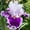 A, variant on Beautiful Rainbow Iris-Gift Garden-Home Decoration-Bloom Year After Year-(Non-Artificial)-Ornamental-Premium Garden Stakes
