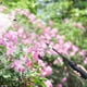 thumbnail image 3 of Electric Garden Sprayer, Anti-Rust Plant Sprayer with Extended Handle, 800 MAh Battery Powered Plant Sprayer with 2M Long Hose, Ergonomic Sprayer, 3 of 4
