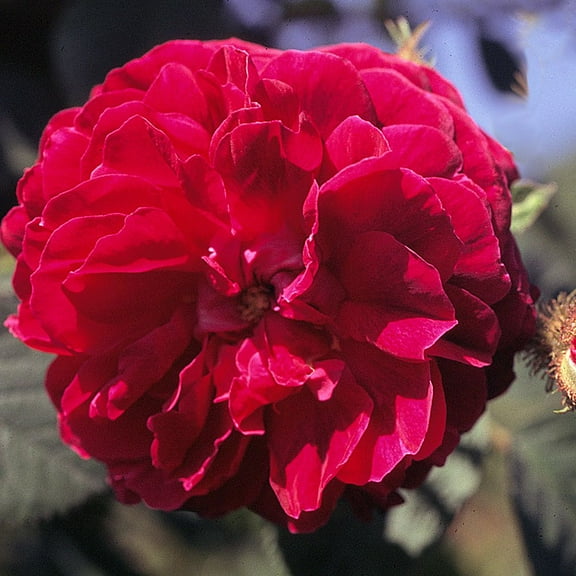 Heirloom Roses 6" Crimson Red Rose Live Plant in 1 Gallon Container, Own Root