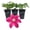3 Plants, variant on Clematis Issey - 1 Live Starter Plant - Beautiful Velvety Red Blooms Flowering Vine Ready for The Garden