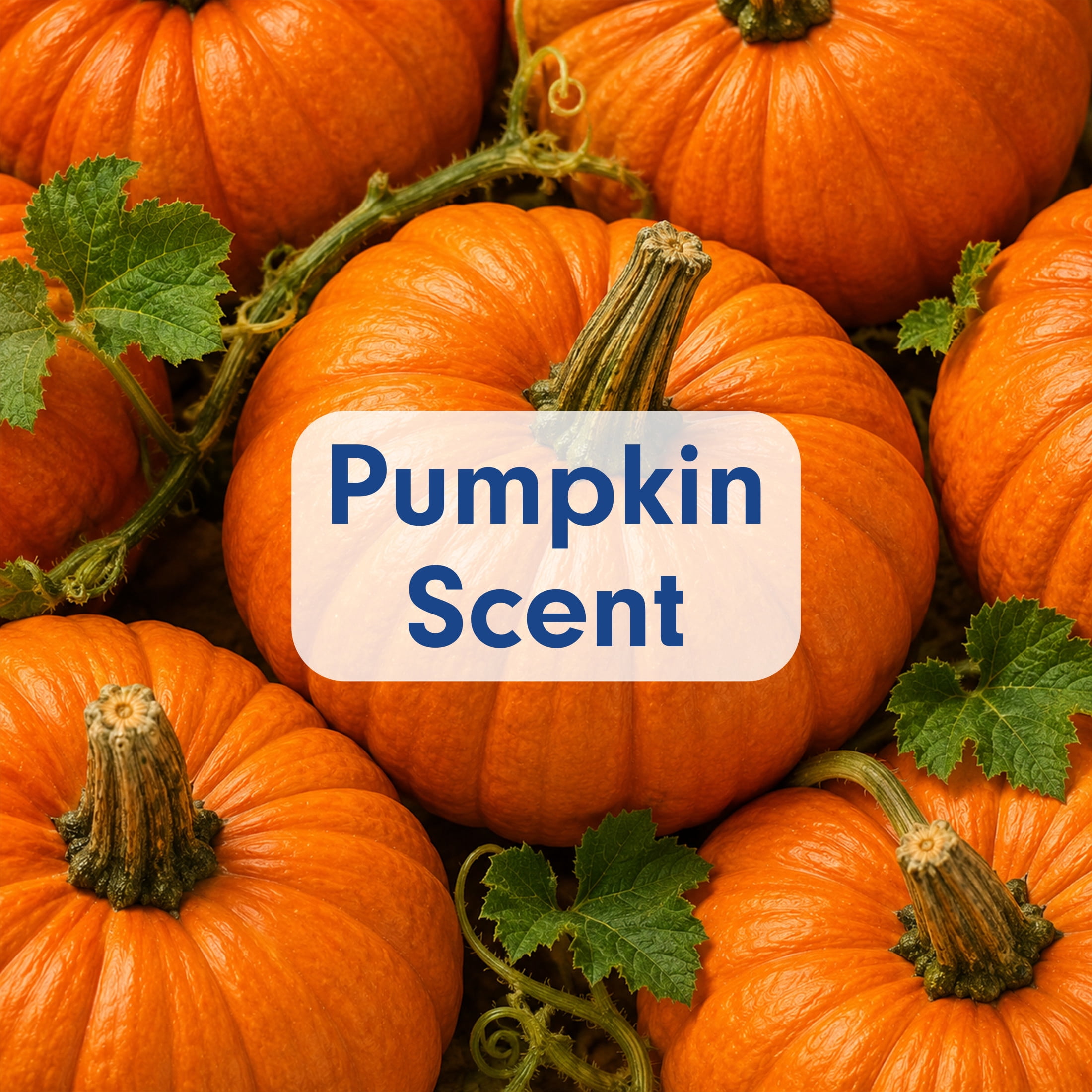 Softsoap Limited Edition Liquid Hand Soap, Pumpkin Scent, 7.5 fl oz