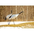 thumbnail image 2 of Goff, Ellen 18x13 Gold Ornate Wood Framed with Double Matting Museum Art Print Titled - Japan-Hokkaido-Kushiro An adult red-crowned crane prepares to take flight, 2 of 4