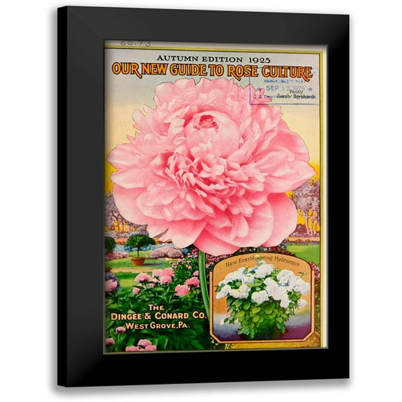 Vintage Apple Collection 10x14 Black Modern Framed Museum Art Print Titled - Pink Rose
