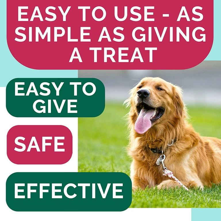 Is Bacon Safe For Dogs