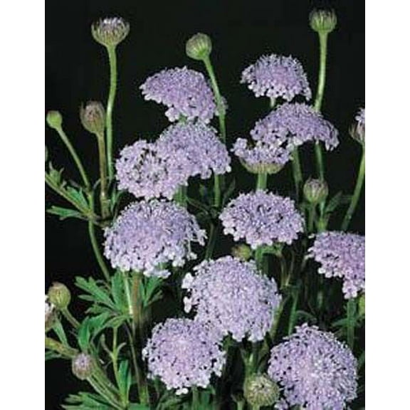 Didiscus Caeruleus Lacy - Blue Nice Garden Flower 50 Seeds