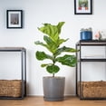 thumbnail image 5 of United Nursery Live Fiddle Leaf Fig Standard 26in. Tall Tropical Plant in 10-inch Grower Pot, 5 of 8