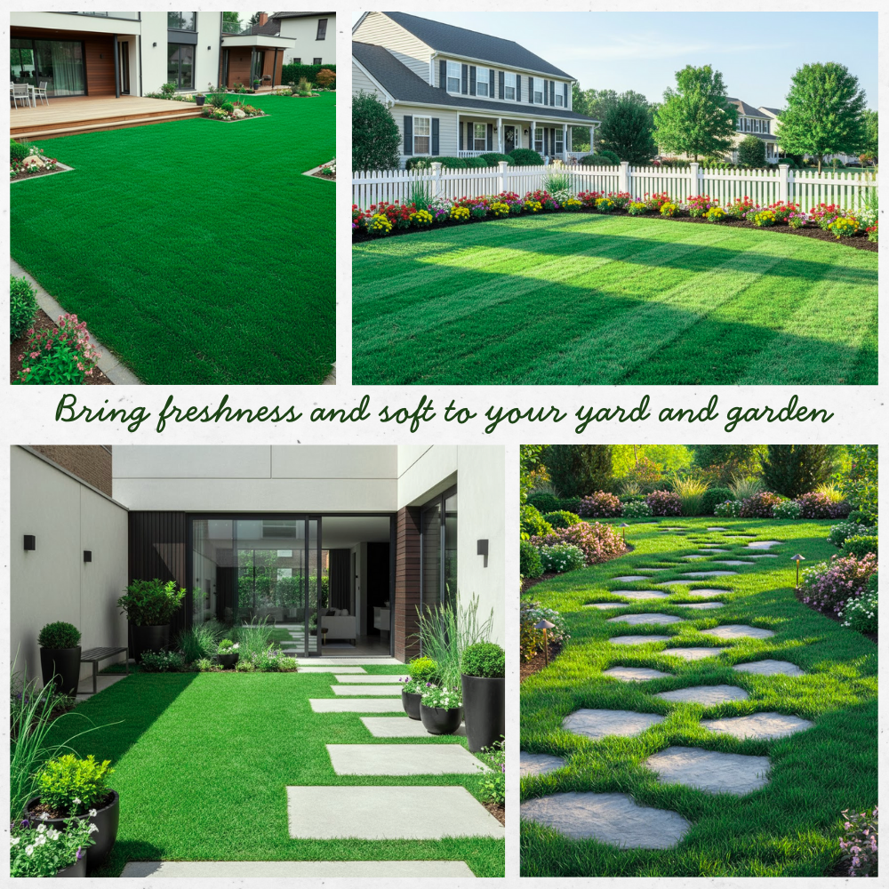 Set 20000 Emerald Zoysia Grass Seeds, Zoysia Grass Seeds, Dense Green Grasses for Front Yard, Backyards, Ground Cover and Landscape