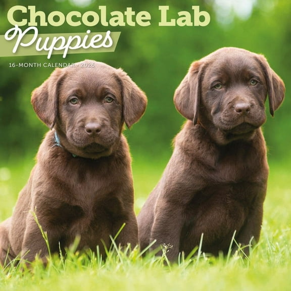 Carousel Calendars, Chocolate Lab Retriever Puppies 2026 Wall Calendar