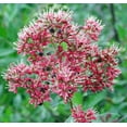thumbnail image 1 of 20 Common HENNA Mehandi Dye Plant Lawsonia Inermis Tattoo Flower Tree Seeds, 1 of 5