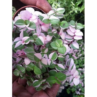 Pink Creeping Babies Breath Plant - Gypsophila Repens Rosea - Quart Pot