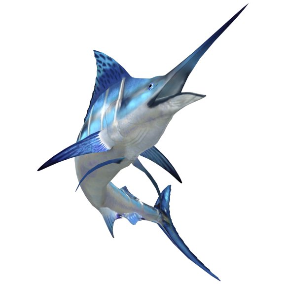 Blue Marlin Canvas Art - Corey FordStocktrek Images (29 x 29)