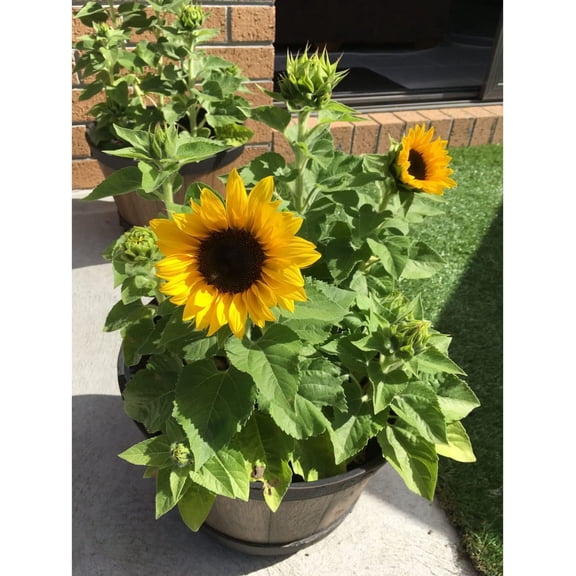 Dwarf Sunflower Seeds -Seeds for Planting (500 Seeds)