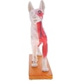 thumbnail image 5 of Anatomical Dog Model Acupuncture Anatomy Acupuncture Point Model of the Dog Body with 72 Acupunctur, 5 of 5