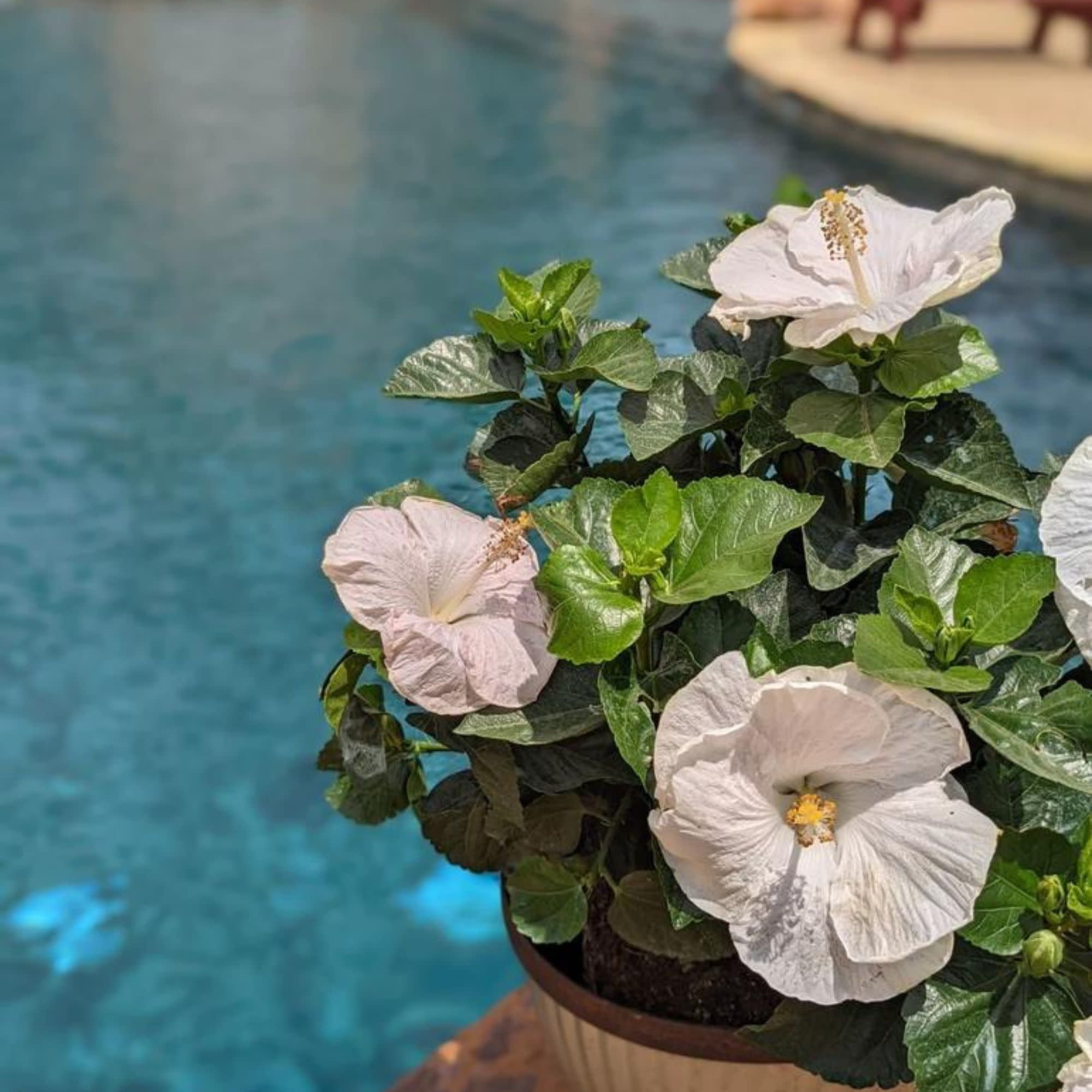 Proven Winners ColorChoice 6" White Hollywood Hibiscus Earth Angel Tropical Hibiscus Live Plant in 7.5" Pot