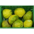 thumbnail image 3 of Fresh Ugli-uniq Fruit, Each, 3 of 3