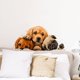 thumbnail image 1 of Adhesivos de pared autoadhesivos de PVC con diseño de lindo cachorro, 30 x 60 cm, 1 of 4