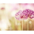 thumbnail image 3 of Cochrane, Carolyn 18x15 Black Modern Framed Museum Art Print Titled - Bloom, 3 of 5