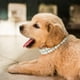 thumbnail image 5 of Collares de perlas para perros y gatos Desiderio con decoración de diamantes de imitación de cristal, collares de cuero PU ajustables y lindos para mascotas, 5 of 6