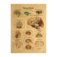 thumbnail image 1 of Póster Human Brain Anatomy Vintage Kraft 42x30 cm, 1 of 1