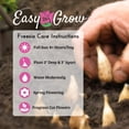 thumbnail image 4 of Easy to Grow Freesia Double White 15 Plant Bulbs, Fragrant Flowers Spring Zones 9-11, 4 of 4