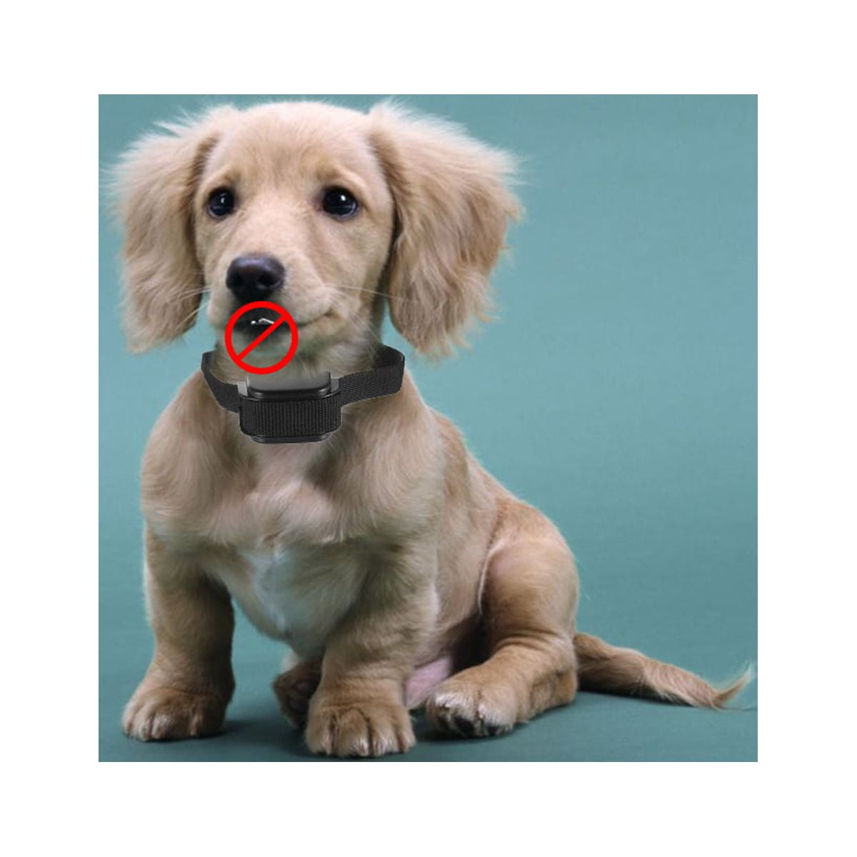Dog shock collar rural king cheap