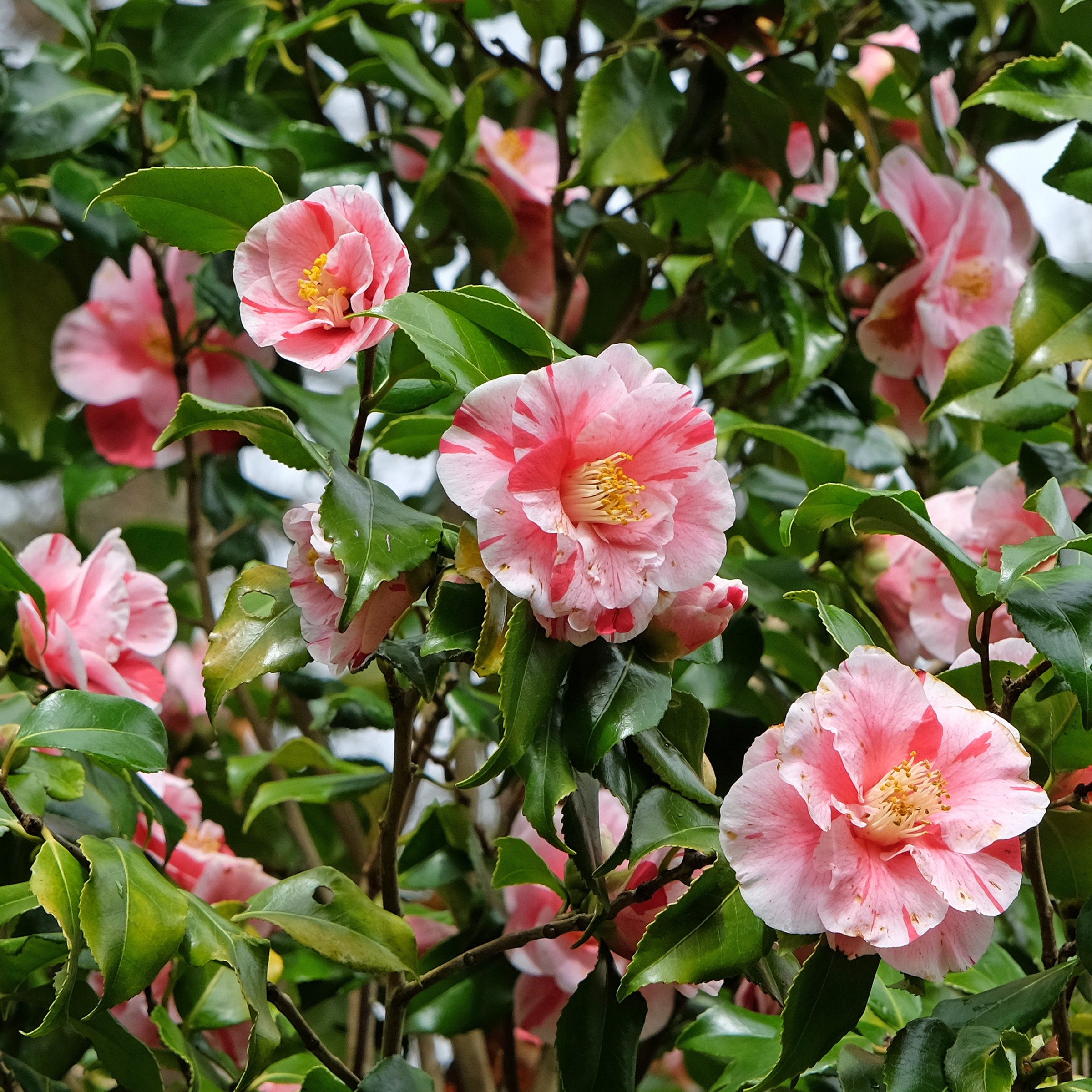 National Plant Network 1 gal. Camellia Japonica Tricolor Shrub