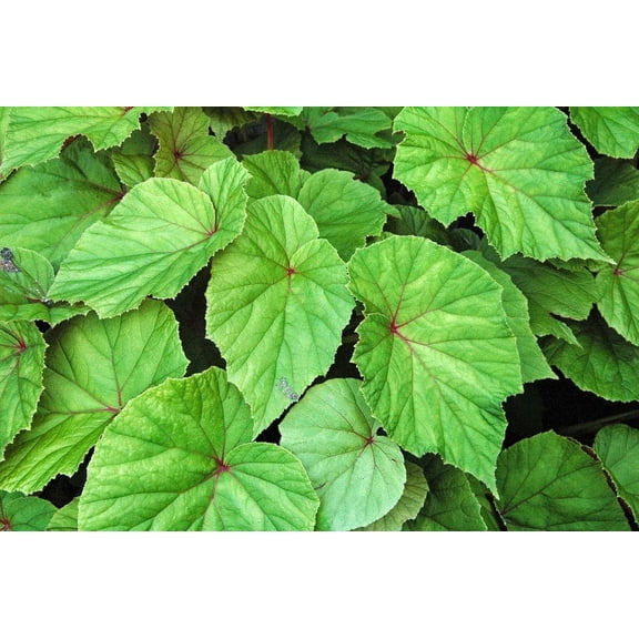 Daylily Nursery 3' Hardy Begonia Live Plants in 3.5" Pots (3 Count)