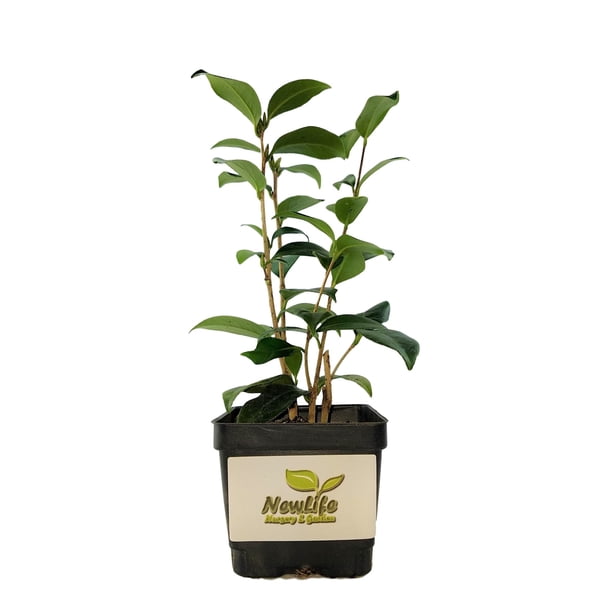 Tricolor Camellia Japonica - Live Plant - ( 1 QT ) - Evergreen - Walmart  Business Supplies