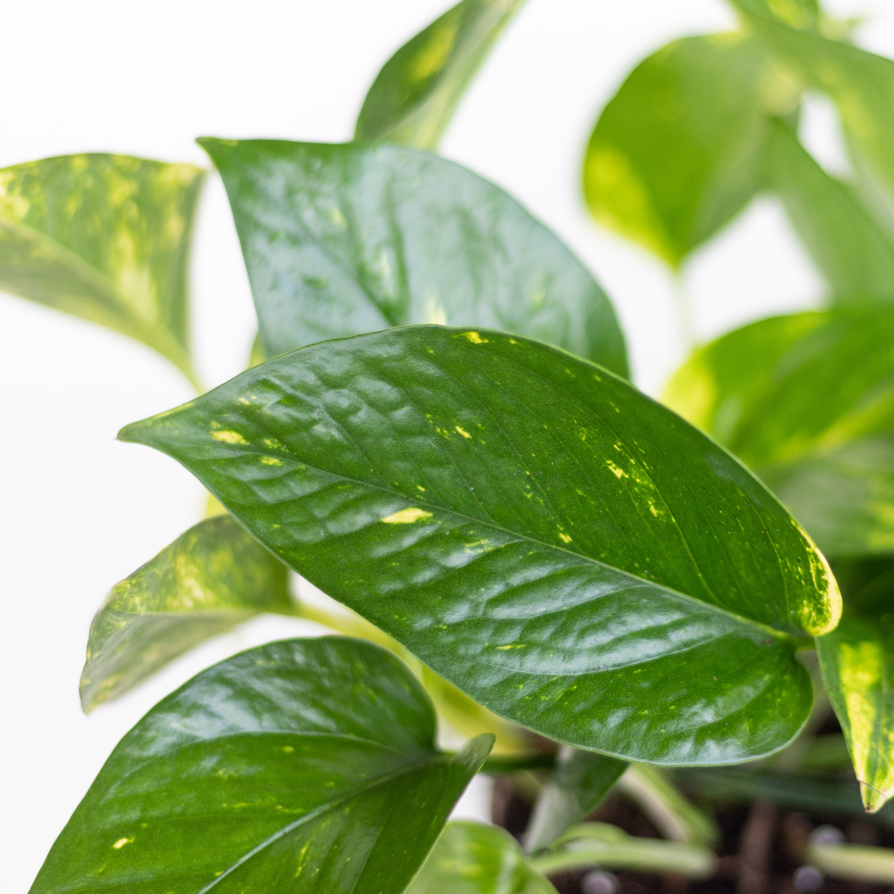 United Nursery Live Golden Pothos Houseplant 12-14in Tall in 6-inch Premium Ecopots White Gray